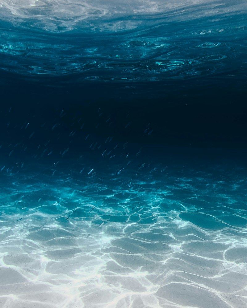 Shark ocean deep